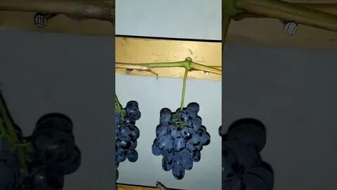 Сколько хранить виноград