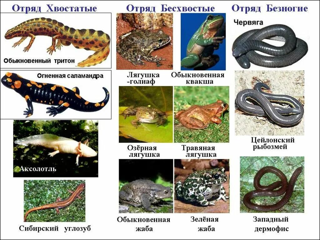 Представители отряда хвостатые земноводные таблица. Таблица отряд безногие хвостатые бесхвостые. Хордовые. Представители типа хордовых. Ходовые представители.