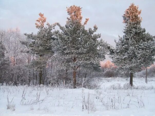 Тучково зимой. Фото зимнего дня Тучково. Тучково фото красивой природы. Погода в тучково на 3 дня