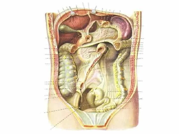 Нижний этаж брюшной полости топографическая. Брюшина полость брюшины верхний этаж. Строение брюшины топографическая анатомия. Средний этаж брюшной полости анатомия. Средний этаж брюшной полости топографическая анатомия.