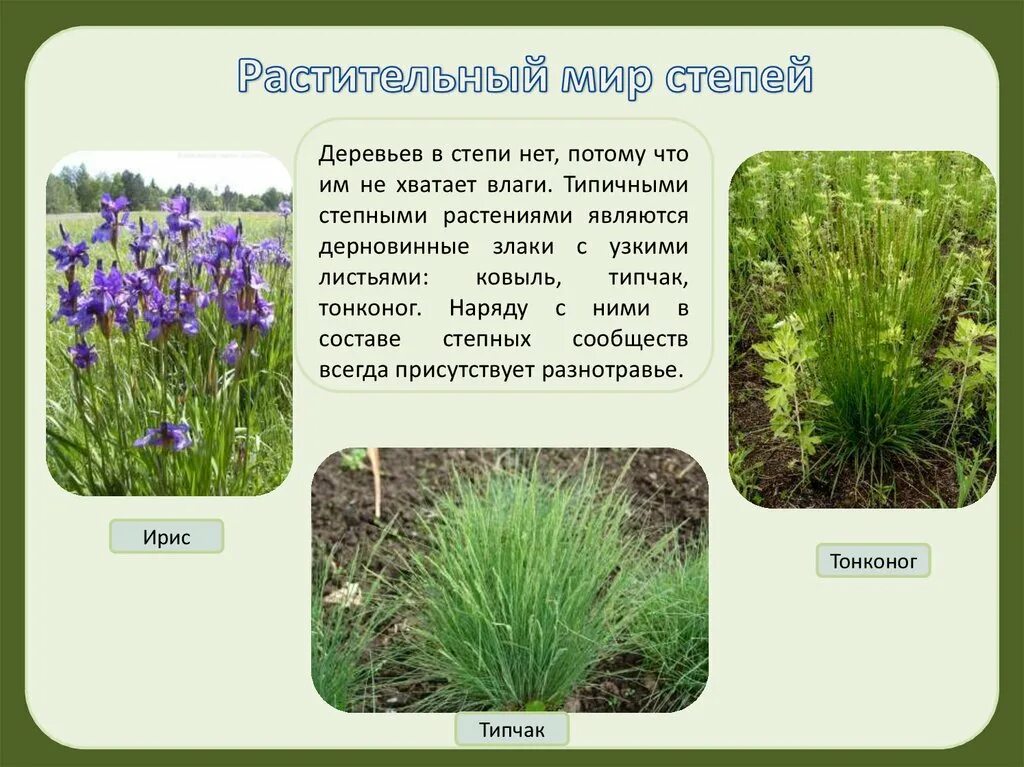 Растительная масса степи. Растения степи. Оастительныймир степей. Растительный мир степи в России. Растения растущие в степи.