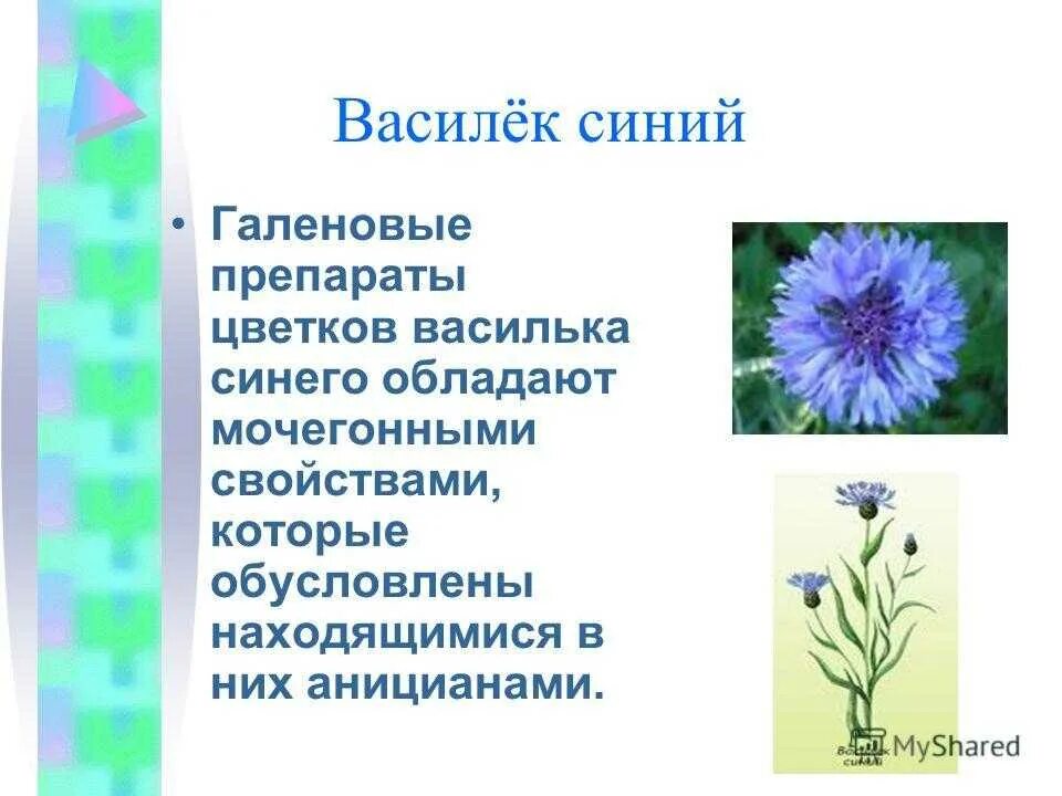 Василек синий текст. Василек характеристика растения. Растения Луга Василек Луговой. Василек Луговой и Василек синий. Описание цветка Василек 3 класс.