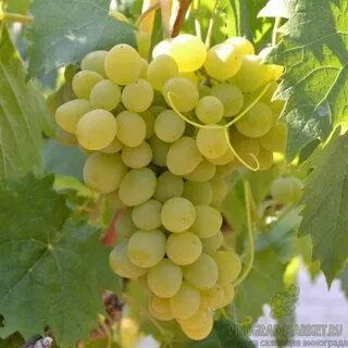 Виноград дона