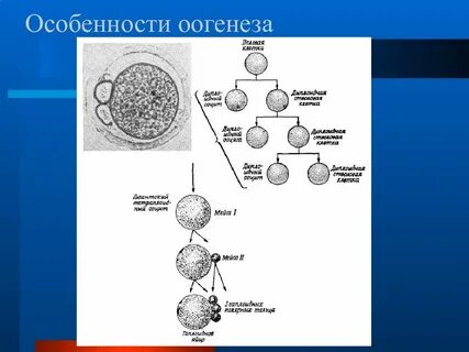 Оогенез