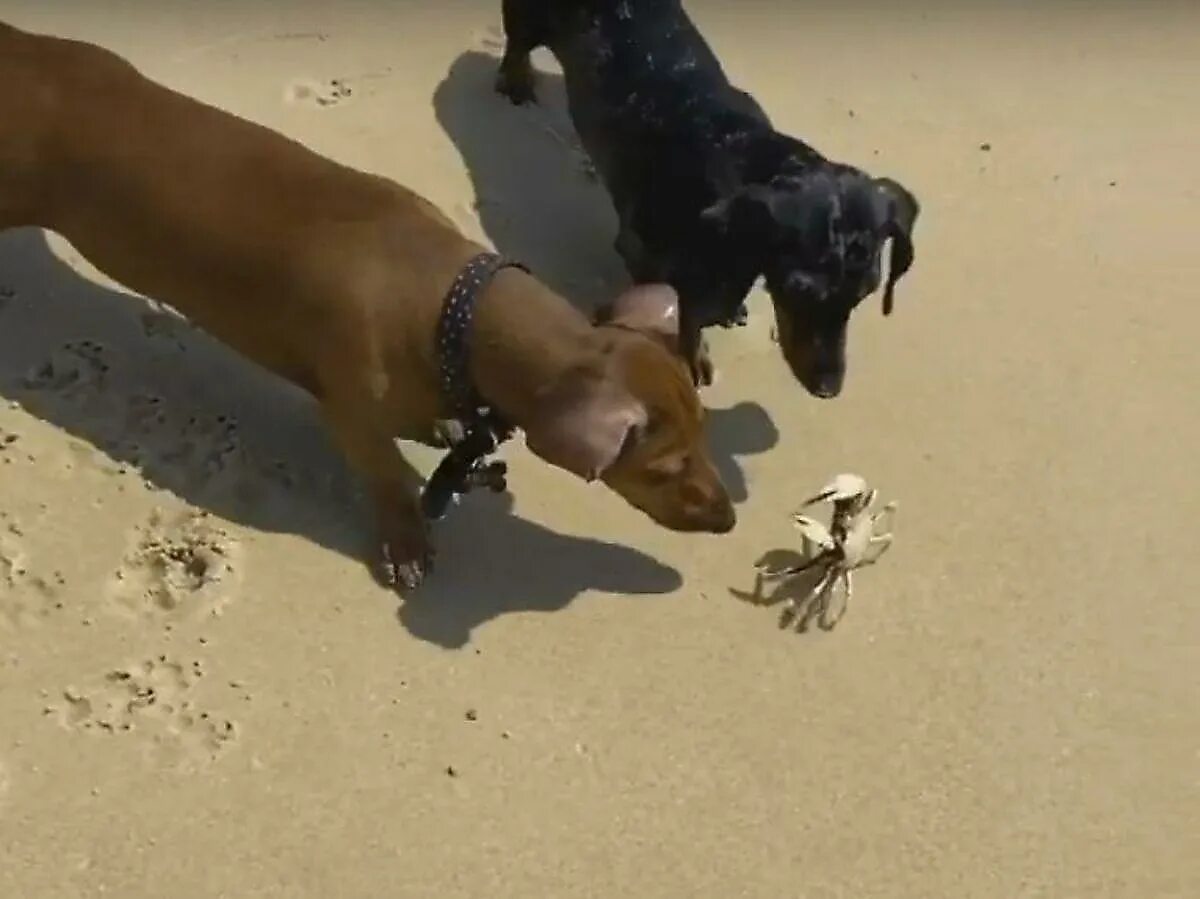 Собака в костюме краба. Мячик для собак краб. Игрушка для собак краб. Собак крабы. Костюм собаки.