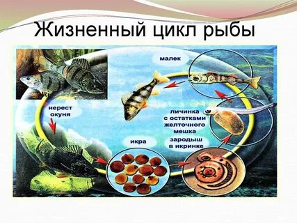 Развитие рыбы 3 класс окружающий мир