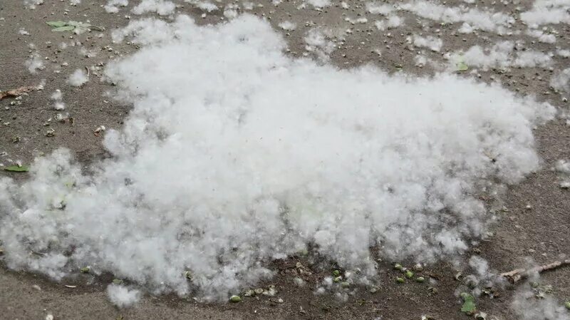 тополиный пух минус