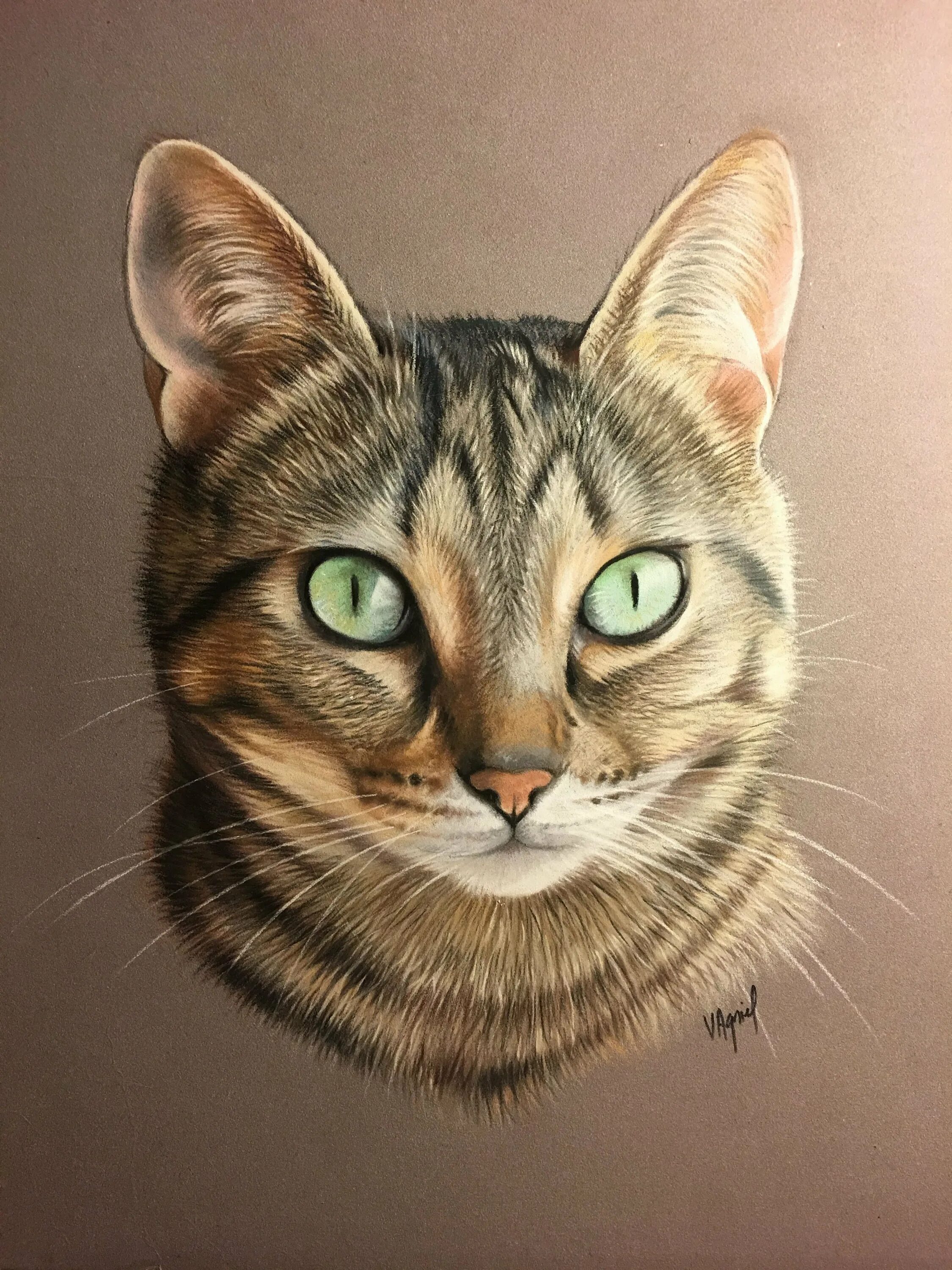 Рисунки животных коты
