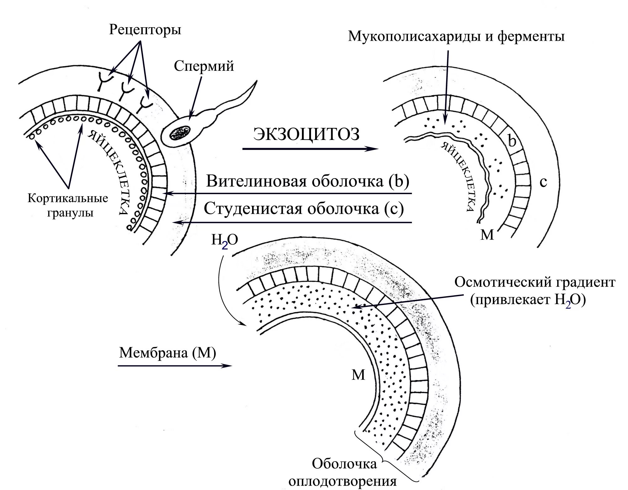 Какова функция кортикальных гранул?. Функция кортикальных гранул яйцеклетки. Функция кортикальных гранул яйцеклетки. Функция кортикальных гранул яйцеклетки. Строение яйцеклетки оболочки.