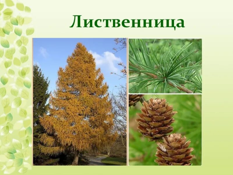 Дерево для презентации. Сообщение о дубе. Доклад о дереве. Лесные производители. Описание дуба.