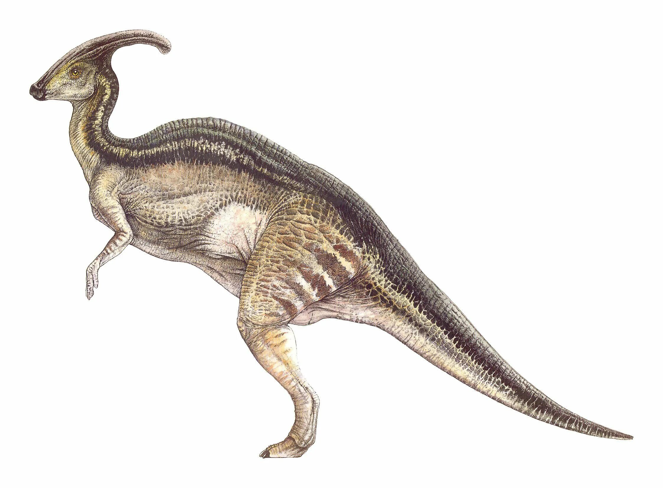 Паразауролоф парк Юрского периода 2. Parasaurolophus walkeri. Паразауролоф доисторический парк. Паразауролоф мир Юрского периода.