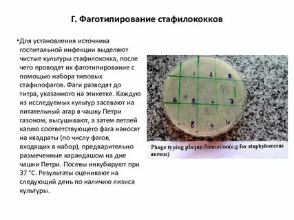 Фаготипирование