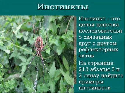 Инстинкт это в биологии 8 класс