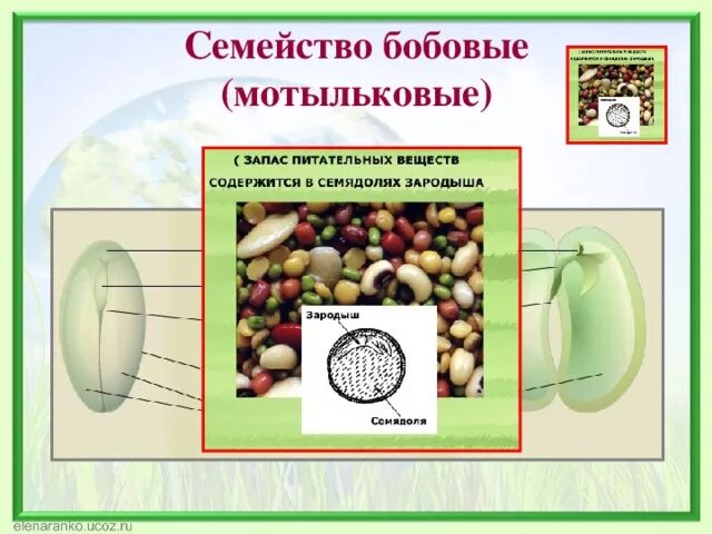 В каких структурах содержится запас питательных веществ. Содержит запас питательных веществ. Запас питательных веществ в семени. Запас питательных веществ для развития зародыша содержится в. Запас питательных веществ у растений.