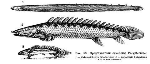 Хрящекостные рыбы