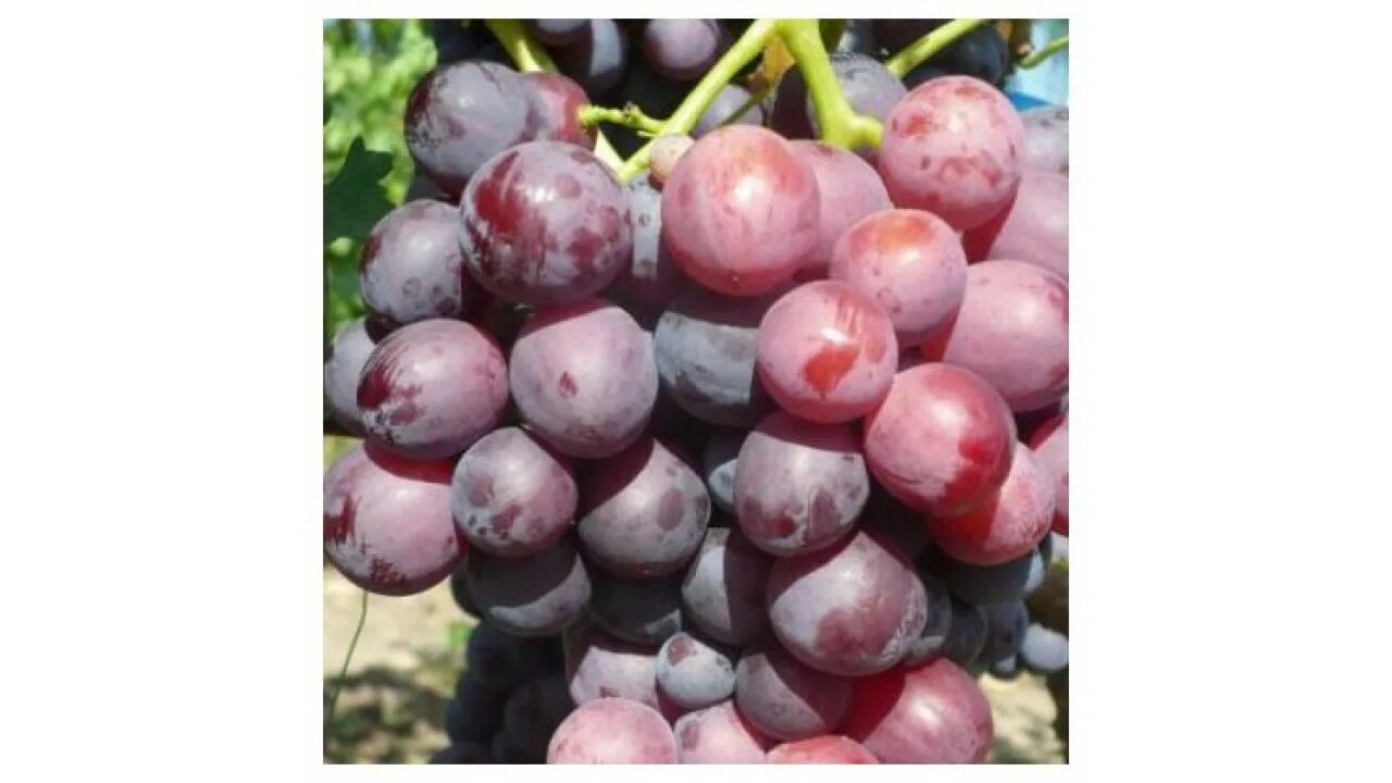 Сорт винограда кардинал. Сорт винограда чёрный кардинал. Виноград кардинал азос. Сорт винограда кардинал. Виноград кардинал белый.