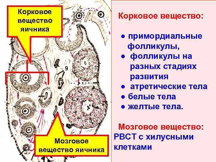 Схема гистологического строения желтого тела