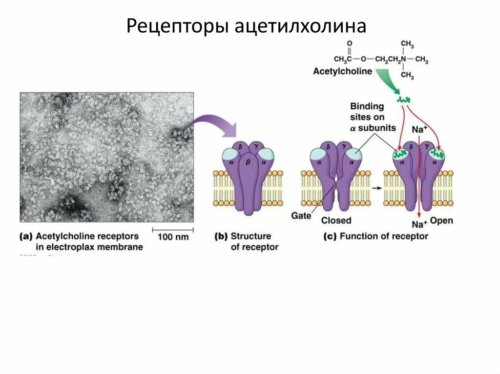 Строение ацетилхолинового рецептора. Структура н холинорецепторов. Н-холиномиметики механизм действия схема. Функция гормона ацетилхолина. Мускариновые холинорецепторы.