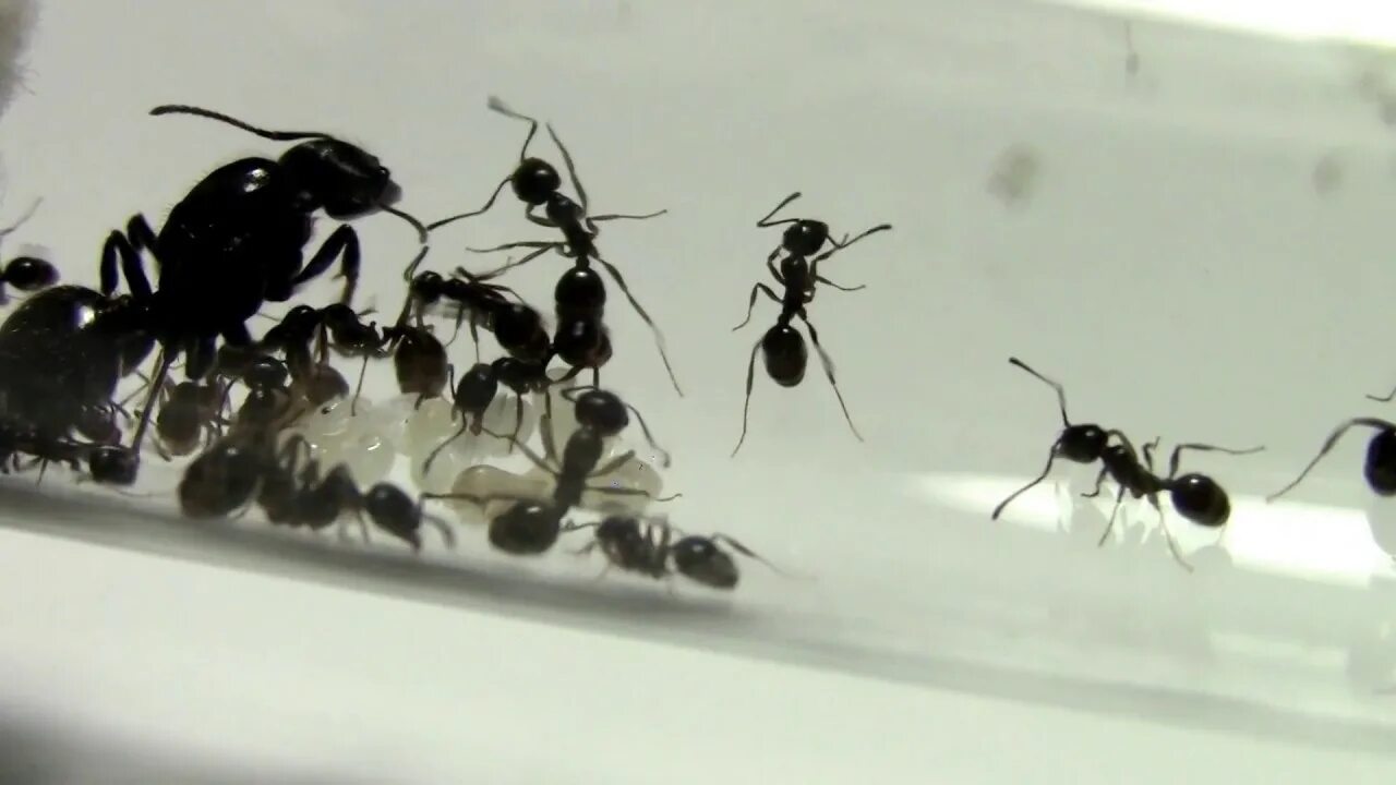 Мессор жнец messor structor муравей. Муравьи мессор структор ферма. Messor structor муравей-жнец. Муравьи messor capitatus. Messor structor (степной муравей-жнец).