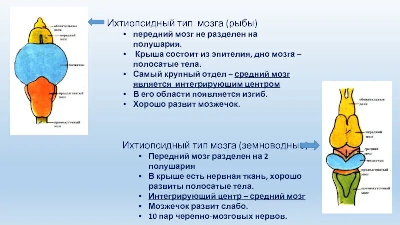 Головной мозг рыб развит. Ихтиопсидный мозг рыб. Отделы мозга рыб. Головной мозг рыб состоит из. Тип головного мозга рыб.