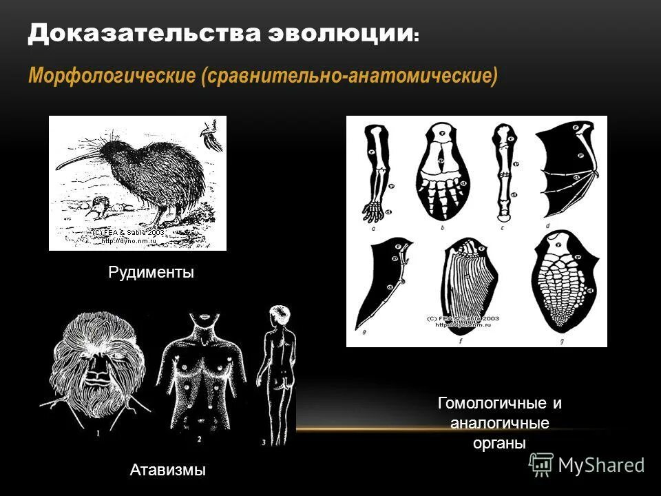 Переходные формы сравнительно анатомические. Морфологические (сравнительно-анатомические) доказательства. Палеонтологические сравнительно-анатомические. Сравнительно-анатомические доказательства эволюции.