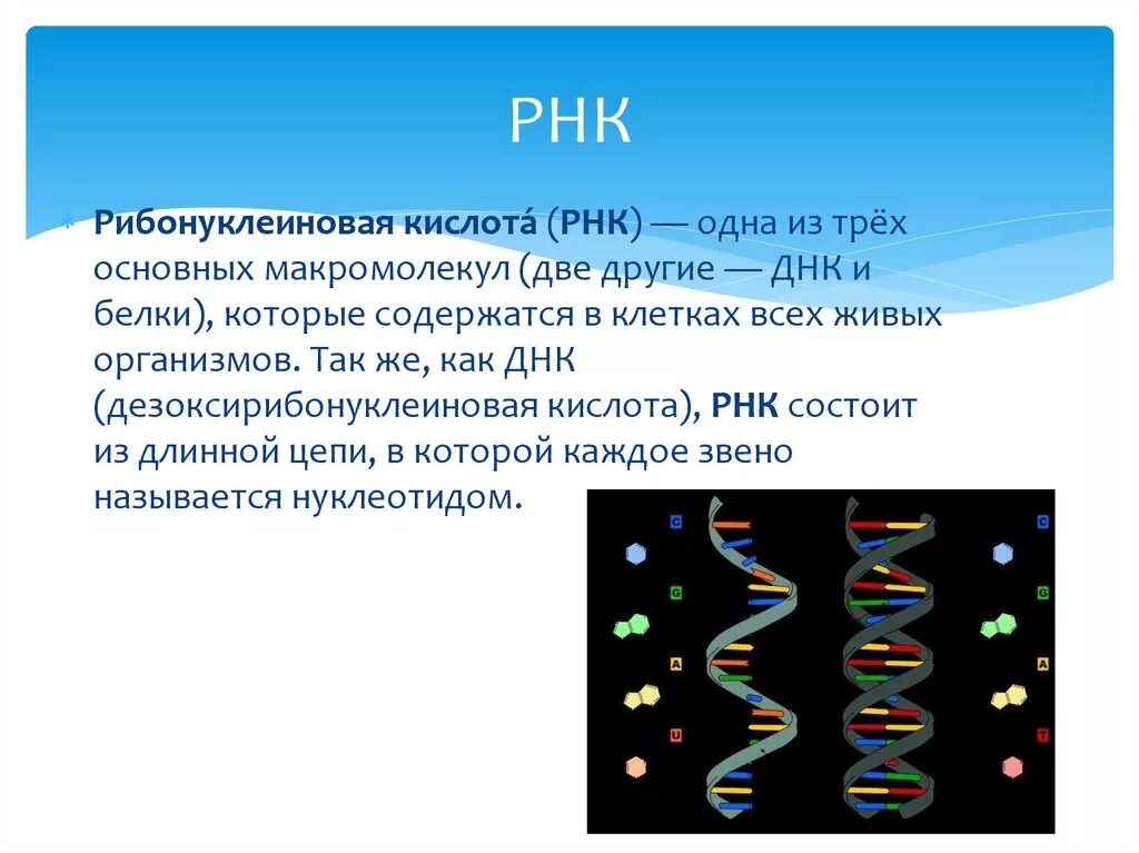 ДНК И РНК расшифровка. РНК расшифровка. Как расшифровывается ДНК И РНК. Как расшифровывается РНК В биологии.