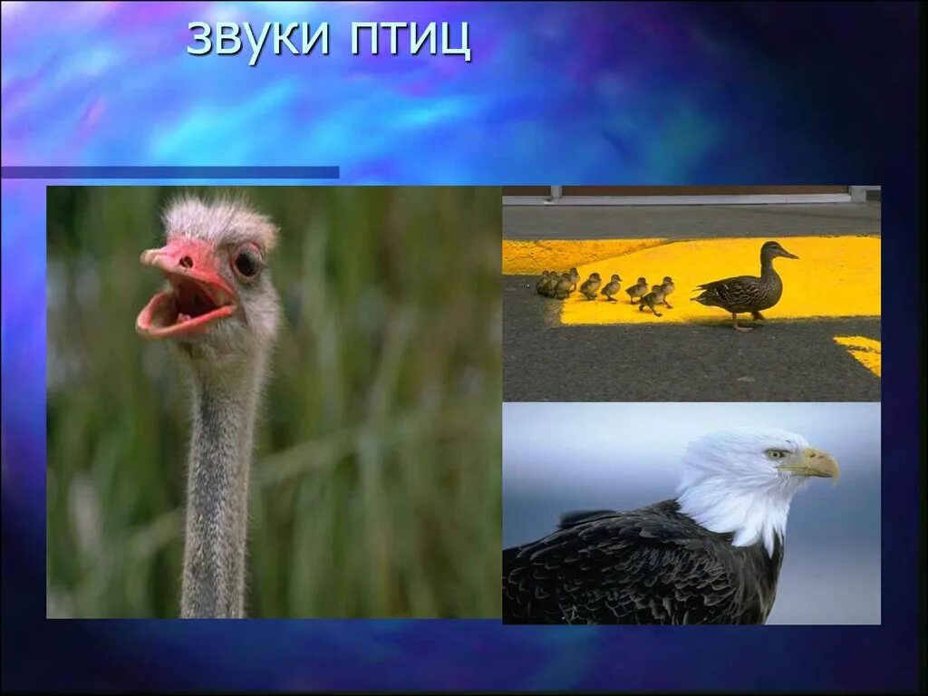 Звук bird. Звучание птиц. Шум птиц. Птичьи звуки. Птицы распуганные шумом.