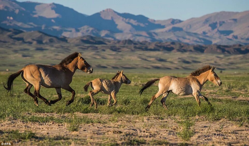 The Remarkable Comeback of Przewalski's Horse Caballo domestico, Cebras, Caballo