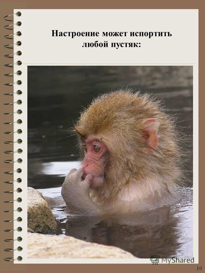 Пришла на работу без настроения испортила его всем. Испортить настроение. Испортить настроение. День испорчен. Коты комиксы.