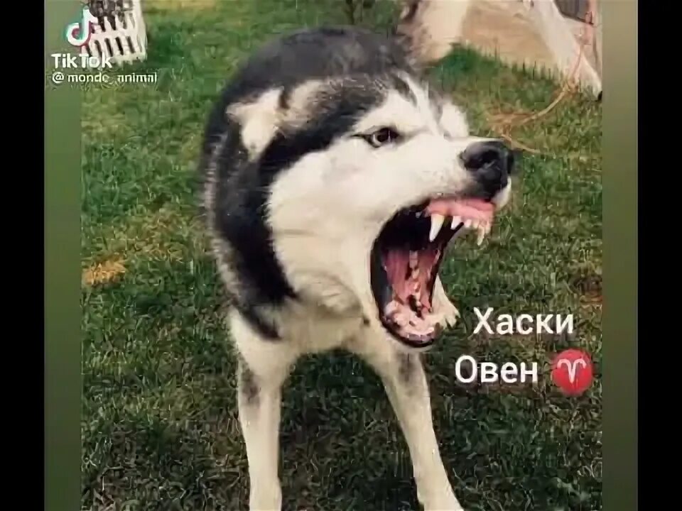 Как лают хаски. Злой хаски. злобный хаски.