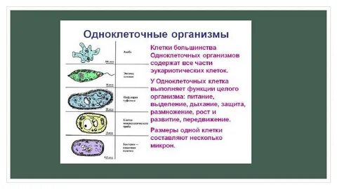 Общая характеристика одноклеточных организмов