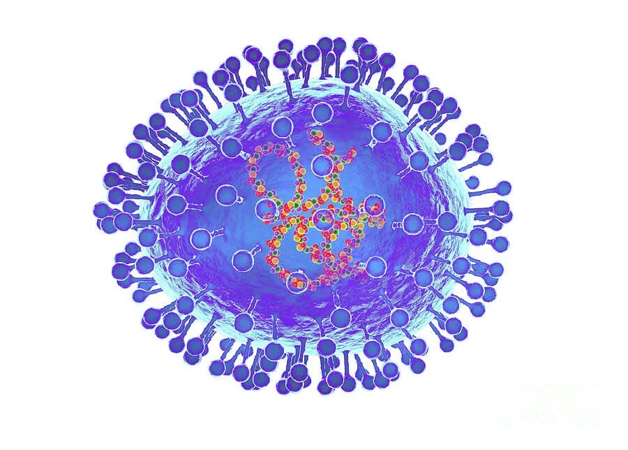 Метапневмовирус у ребенка. Метапневмовирус возбудитель. РНК metapneumovirus. Метапневмовирус микробиология. Метапневмовирус строение.