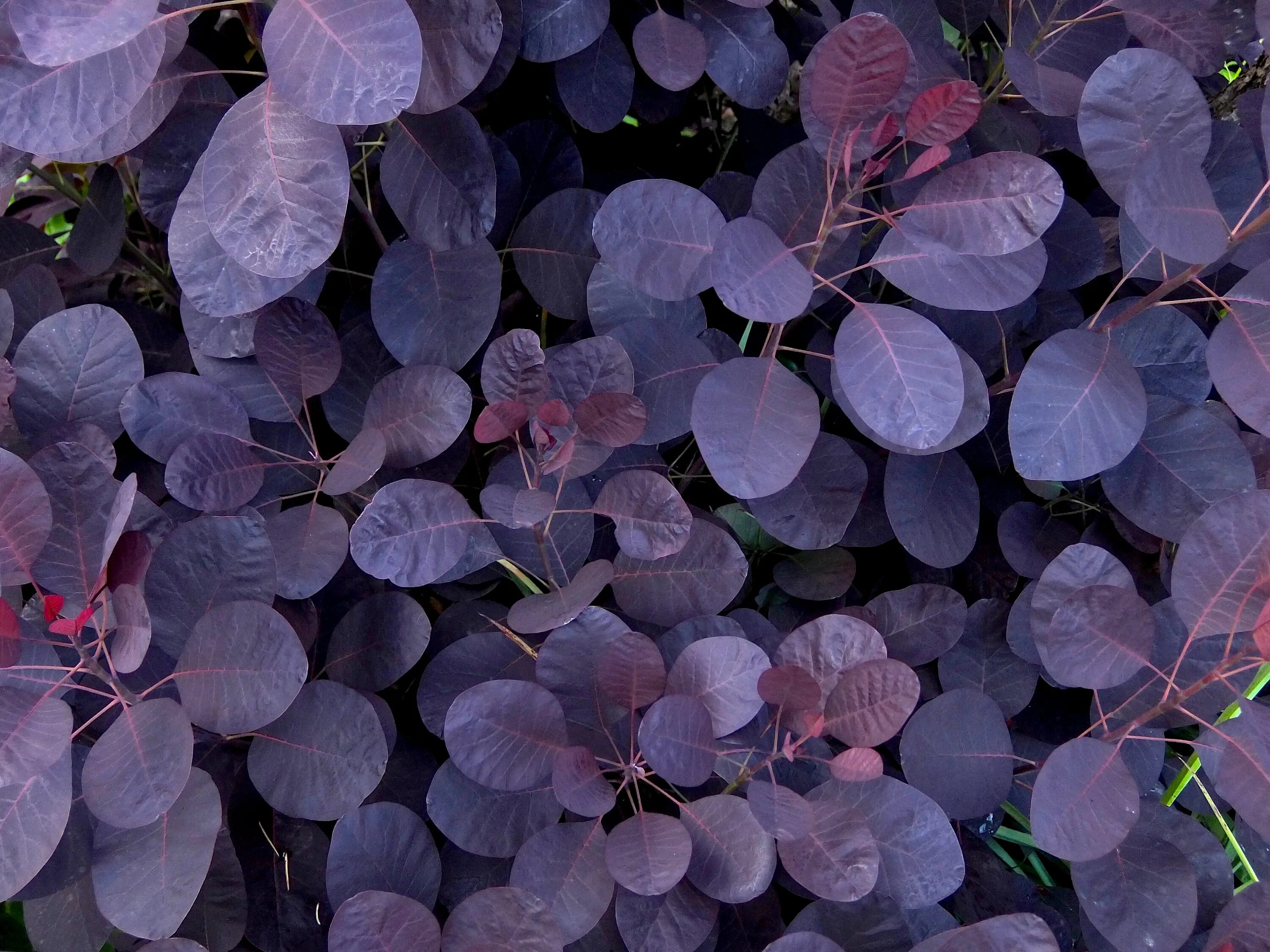 Темно фиолетовые листья растение. Жимолость блестящая Пурпл мист. Барбарис фиолетовый кустарник. Жимолость перпл.
