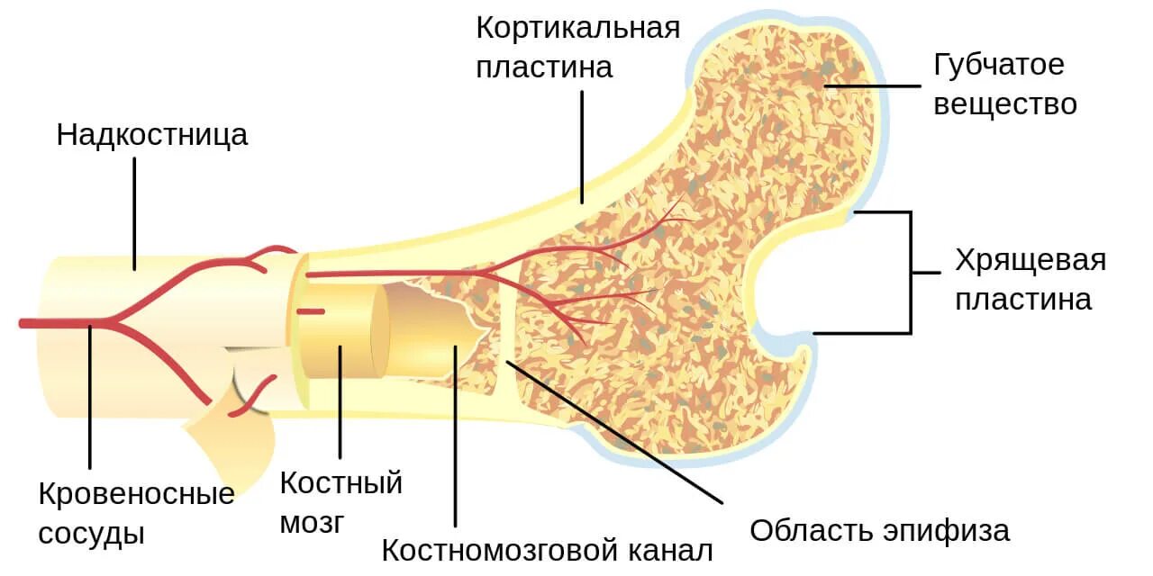 Строение кости кортикальная пластинка. Структура человеческой кости. Кость строение. Костный мозг собаке