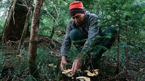 Go mushroom picking