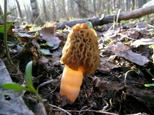Первые грибы после зимы. Первые грибы. Самые первые грибы. Первые грибы весной. Первые грибы после зимы название.