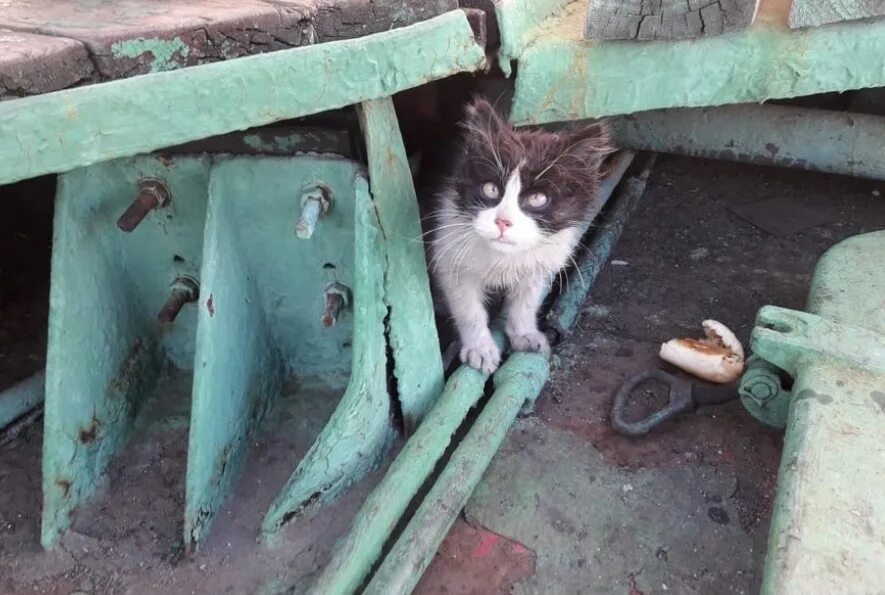 Упавший кот. Кот грохнулся. кот васька. кот ищет.