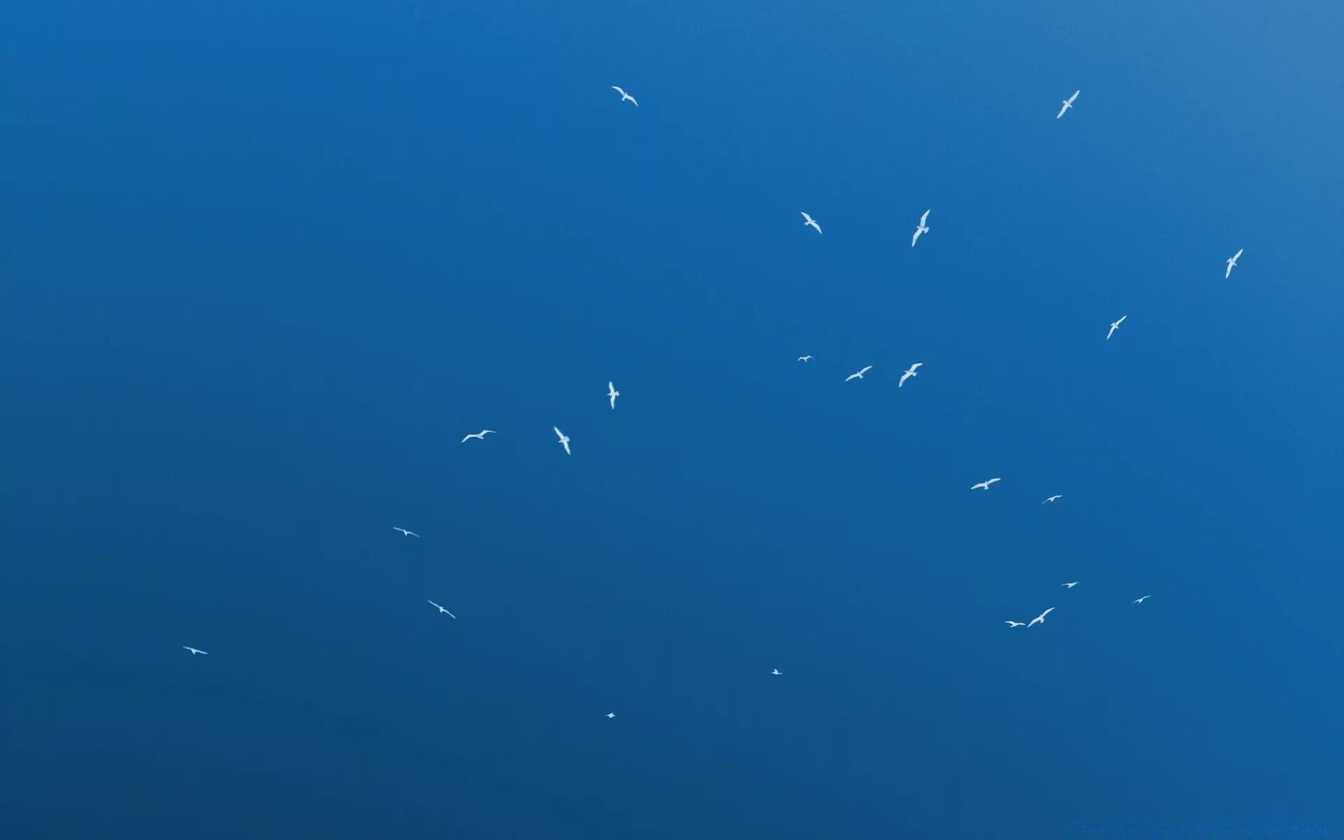 Птицы улетают. Птица в полете. Черные птицы в небе. Птицы вдалеке. Birds in the sky.