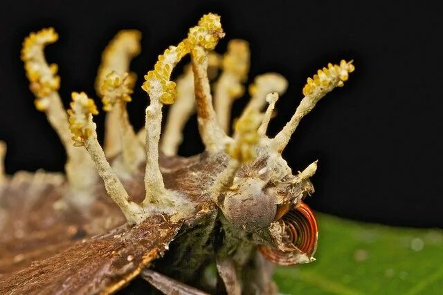 Dear mushroom pickers ! Has anyone met Cordyceps in our area? Photo from the int