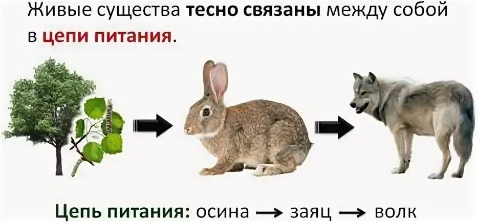 Цепь питания осина заяц волк. Пищевая цепочка трава заяц волк. Трава заяц волк цепь питания. Цепь питания дерево заяц волк.