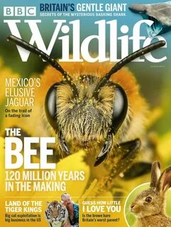 Bbc wildlife