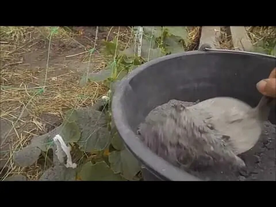 Зола для удобрения как использовать для огурцов