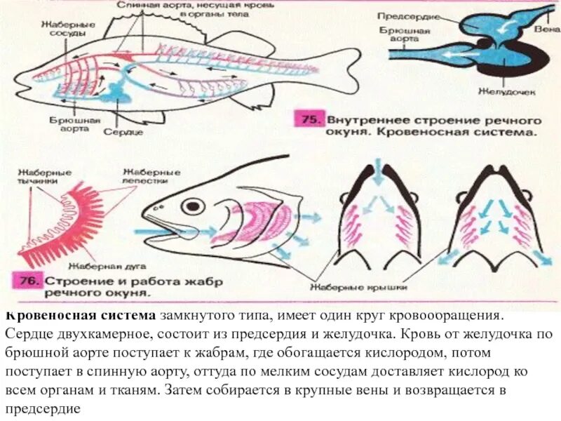 Замкнутая дыхательная система. Дыхательная система система рыб. Кровеносная система рыб 7 класс. Строение жабры речного окуня. Кровеносная система рыб 7 класс биология.