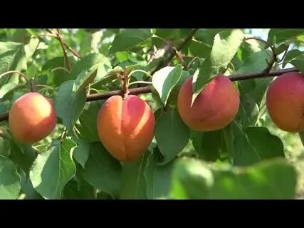 Поздние сорта абрикоса