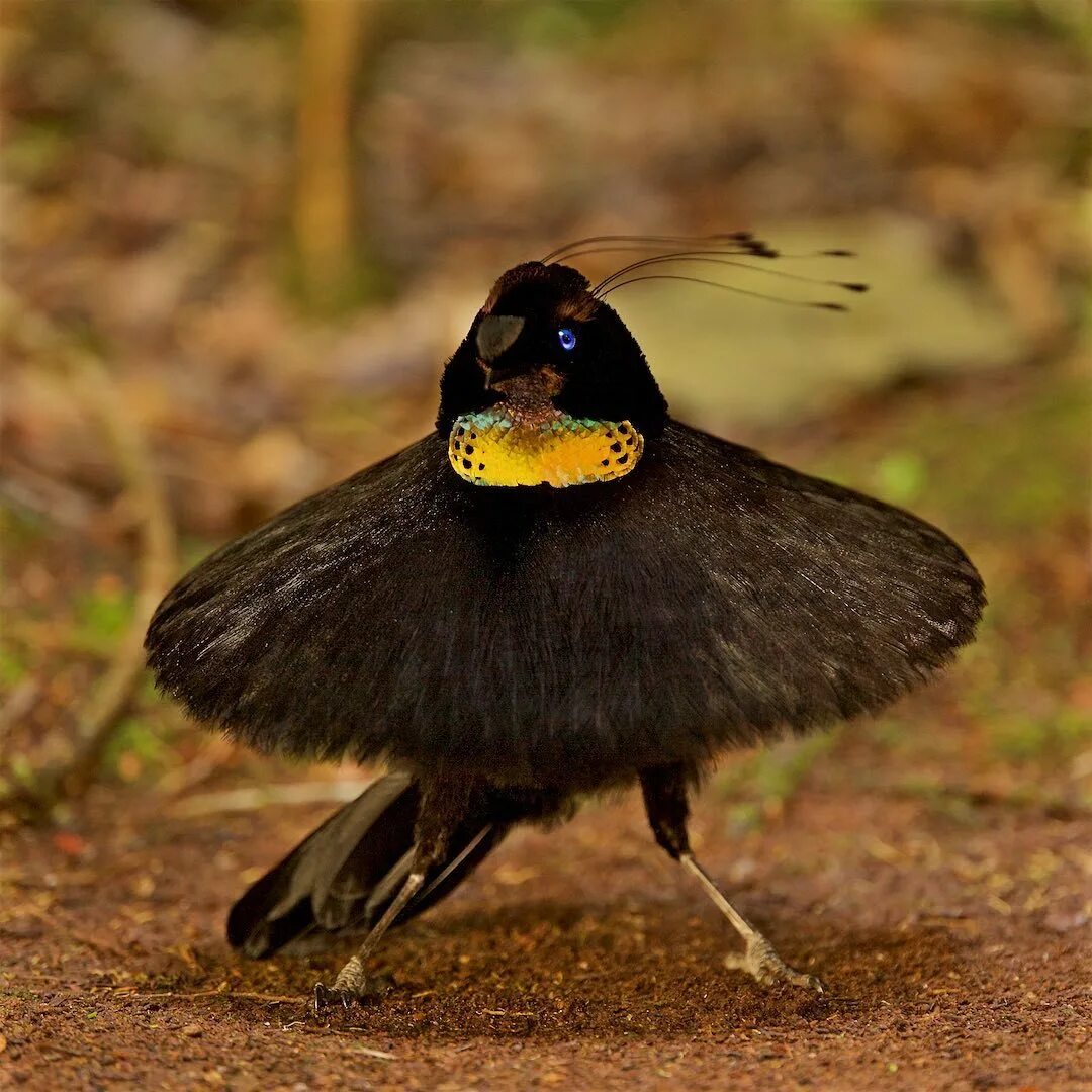 Паротия Кэрол. Паротия Кэрол птица Райская. Западная паротия птица. Parotia sefilata. Птица из новой гвинеи 6 букв