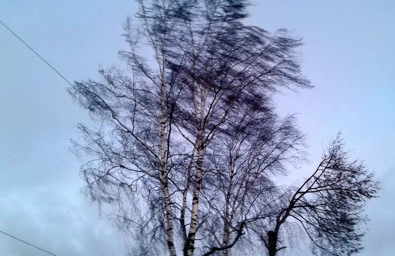 штормовой ветер в городе. порывистый ветер. ураганный ветер. порывы м с. осень ветер.