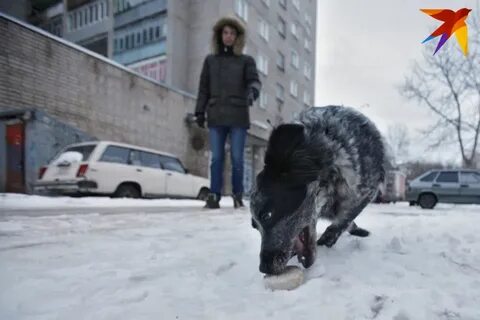 Преследование без собаки