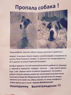 Джек клички собаки