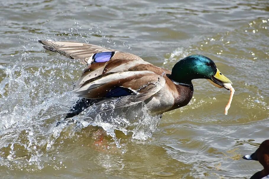Утка кряква питается. Утка кряква питается. Утка ныряет. Кормящиеся утка кряква. Едят ли утки рыбу.