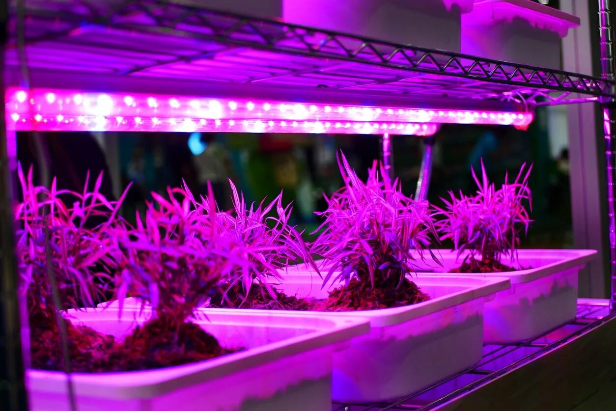 Фито-светильник led grow14w (квадрат). Освещение для растений. Искусственное освещение растений. Растения под фитолампой. Led plant lights